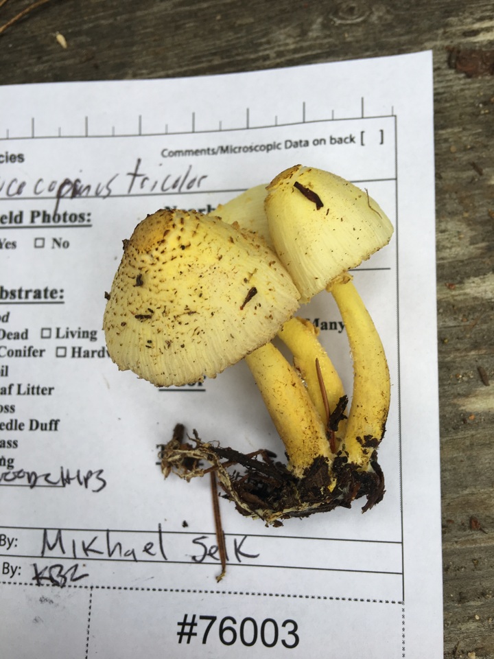 Leucoagaricus tricolor image