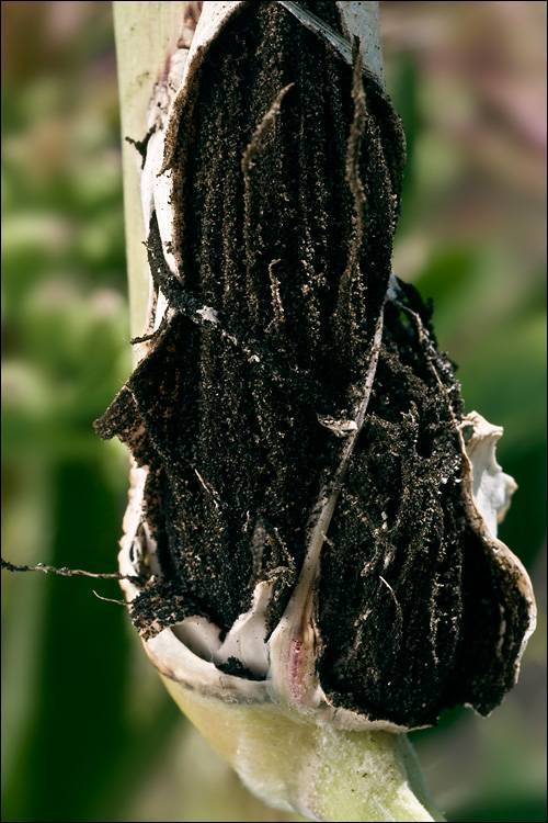 Sphacelotheca reiliana image