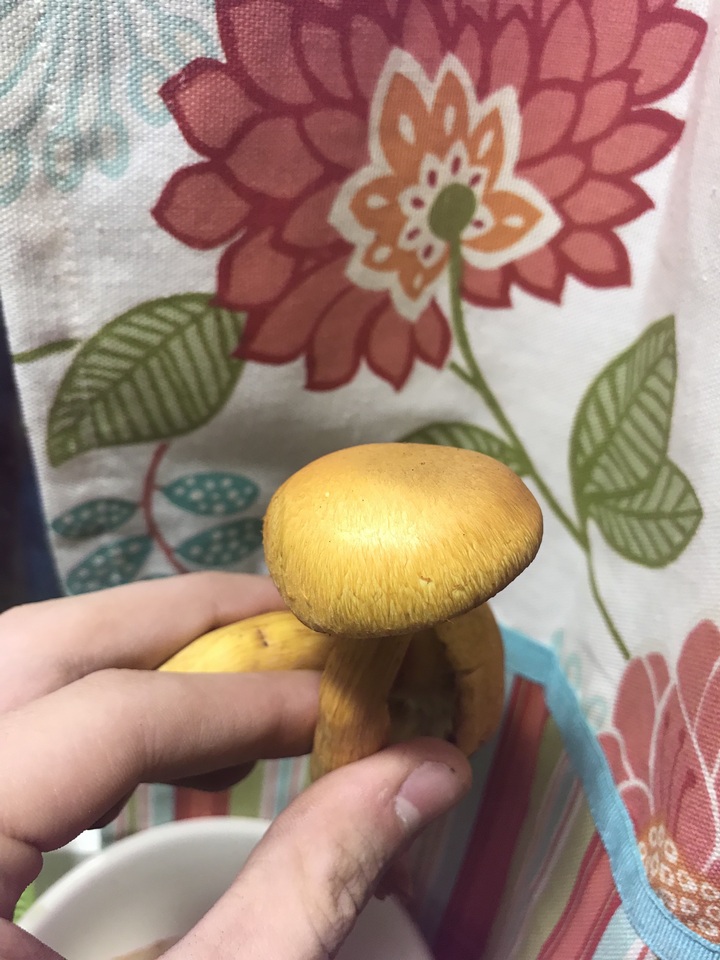 Gymnopilus luteus image