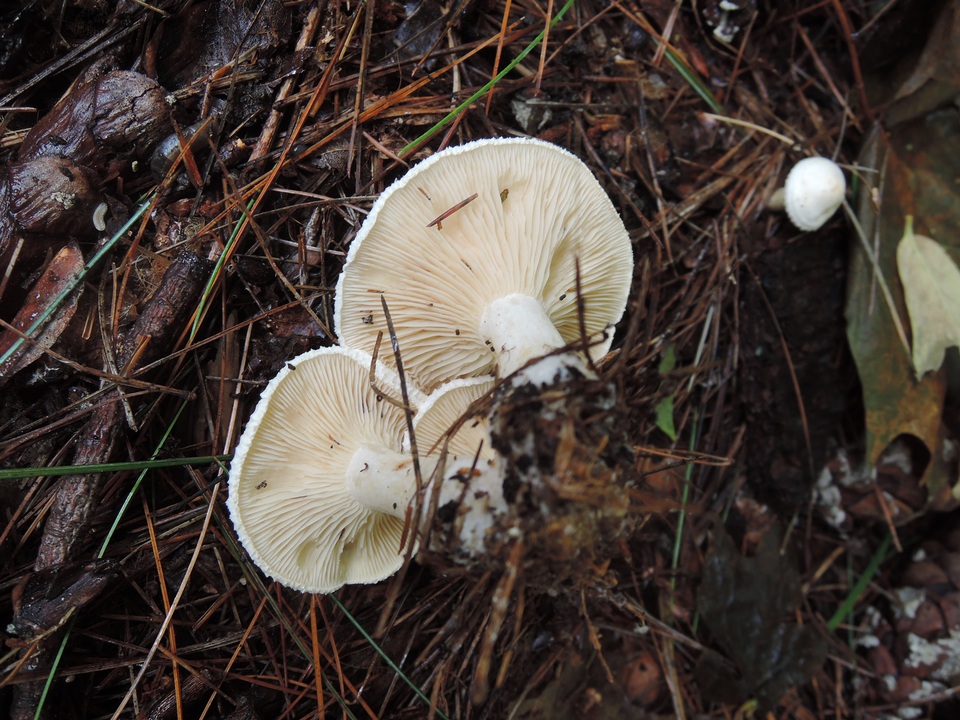 Clitocybe hygrophoroides image