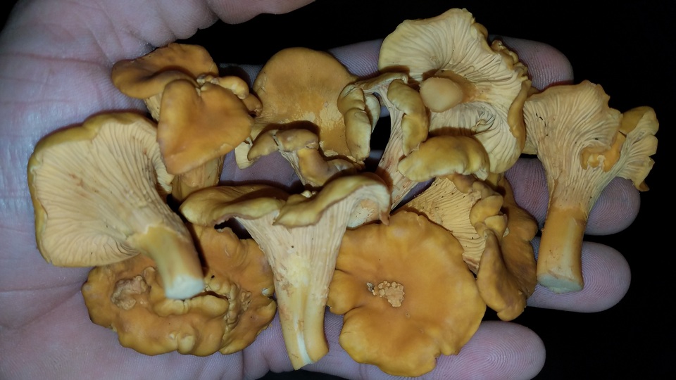 Cantharellus quercophilus image