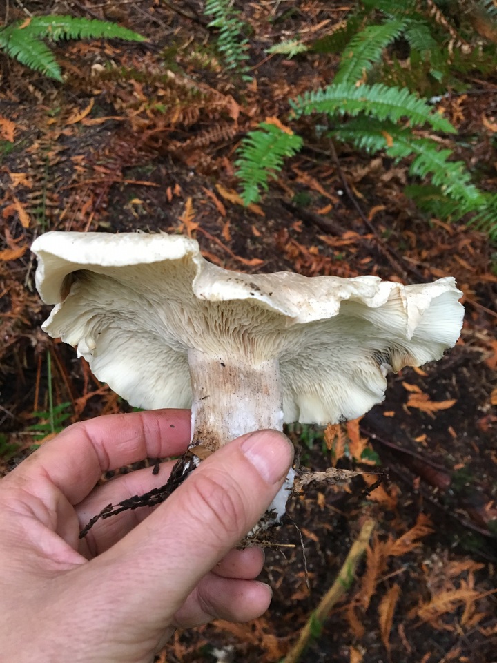 Harmajaea harperi image