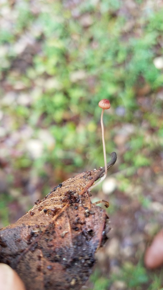 Mycena luxfoliicola image