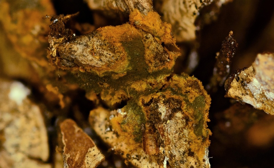 Pseudotomentella humicola image
