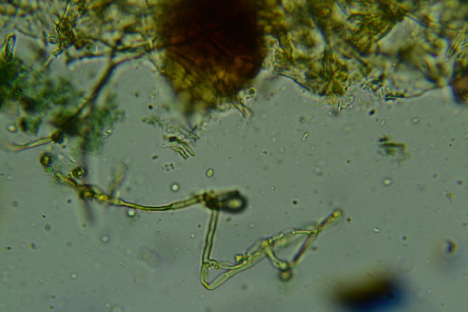Pseudotomentella humicola image