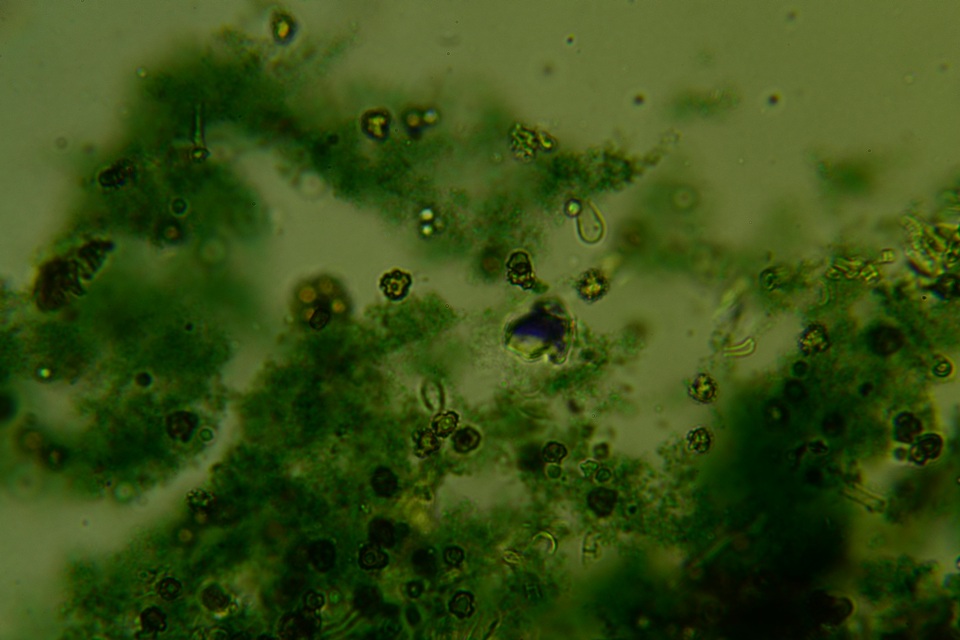 Pseudotomentella humicola image