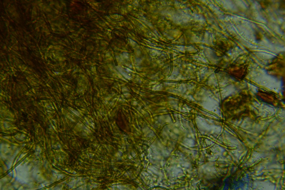 Pseudotomentella humicola image