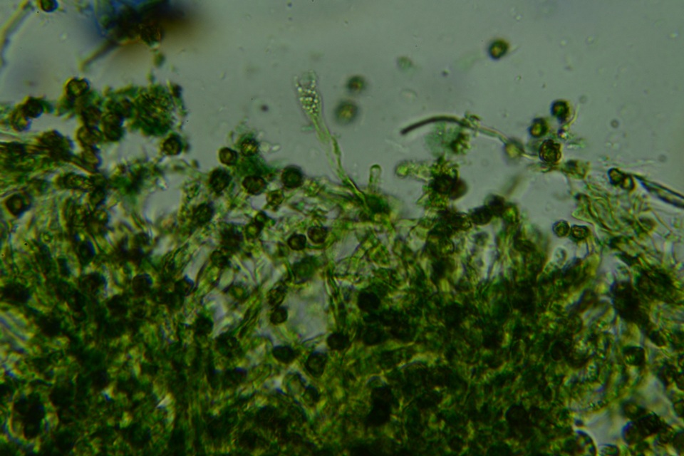 Pseudotomentella humicola image