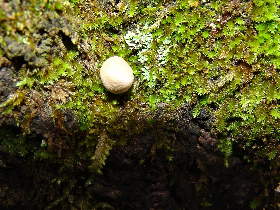 Lycoperdon acuminatum image