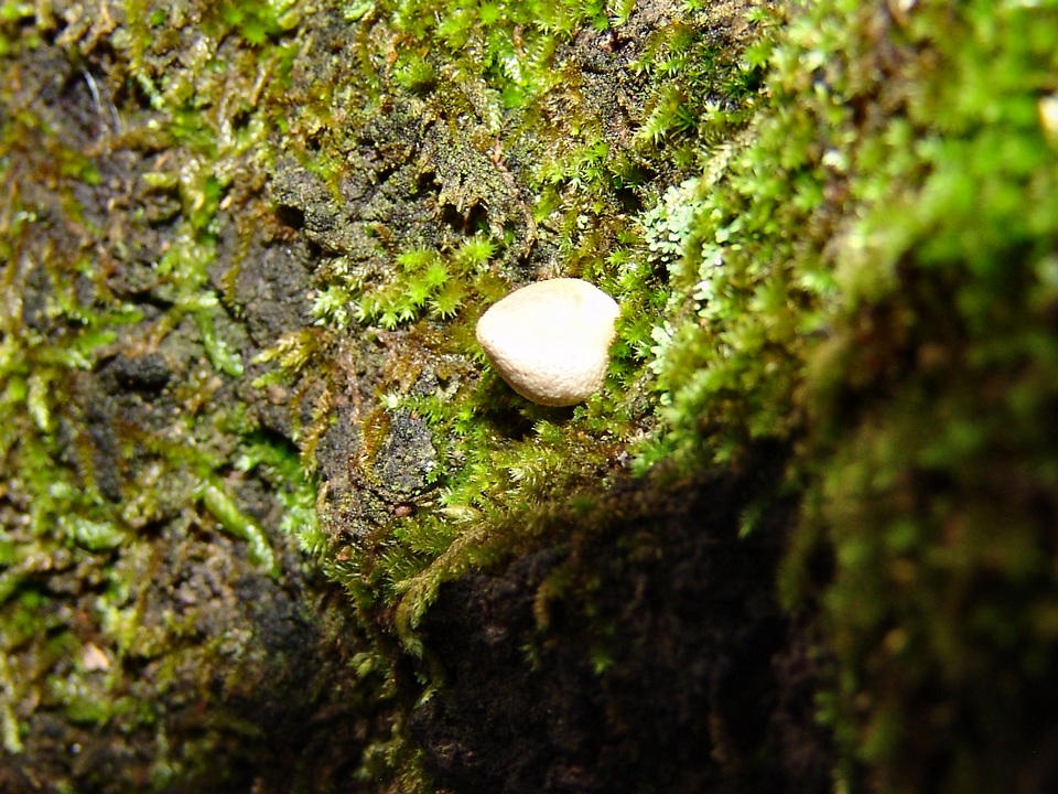 Lycoperdon acuminatum image