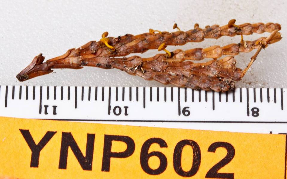 Kriegeria alutipes image