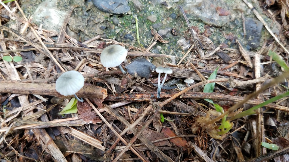 Tetrapyrgos olivaceonigra image