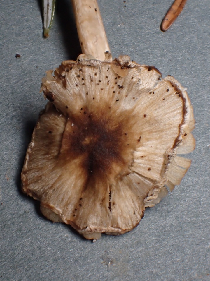 Inocybe phaeodisca image