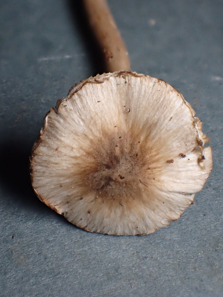 Inocybe phaeodisca image
