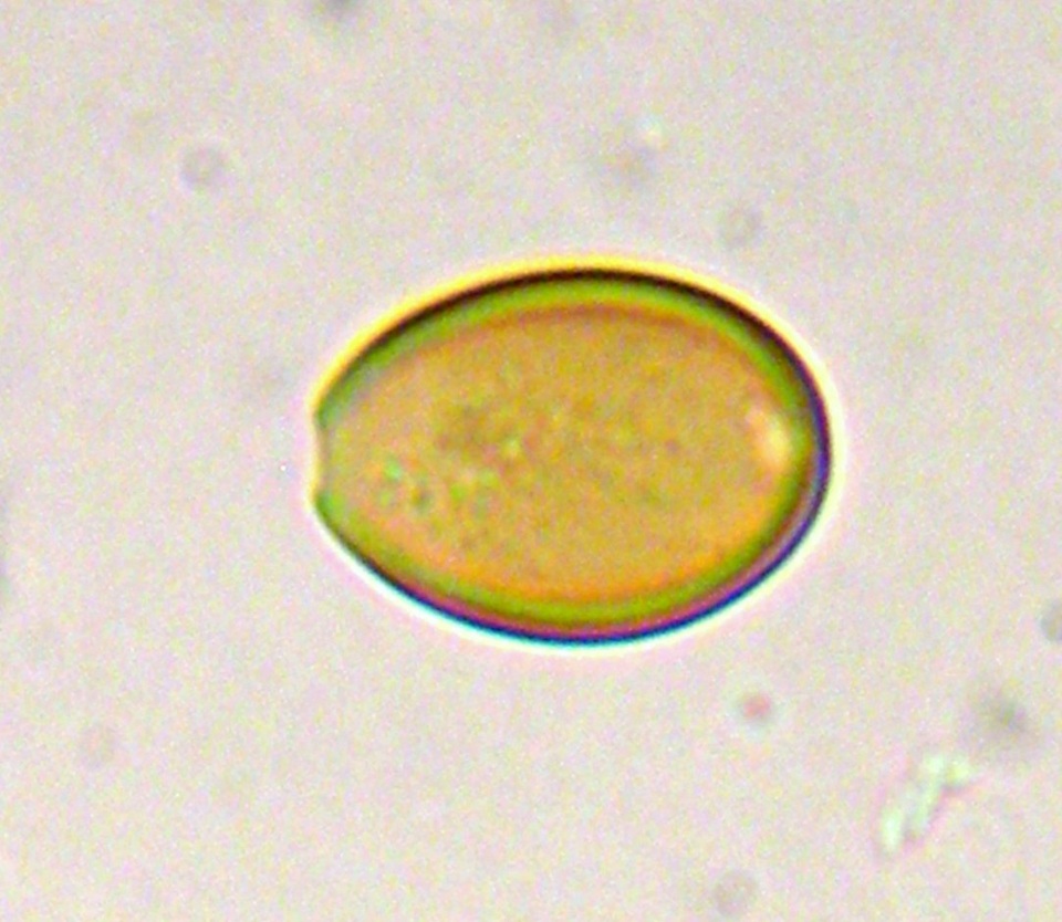 Agrocybe retigera image