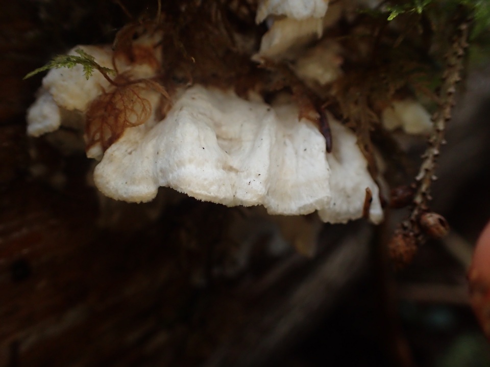 Postia undosa image