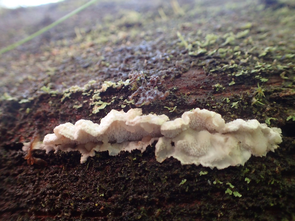 Postia undosa image