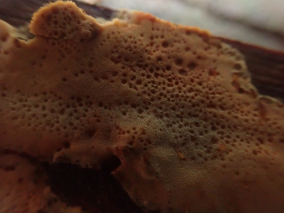 Ceriporiopsis jelicii image