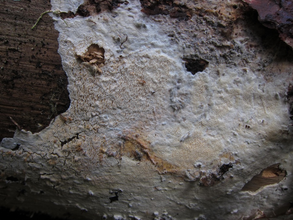 Skeletocutis biguttulata image