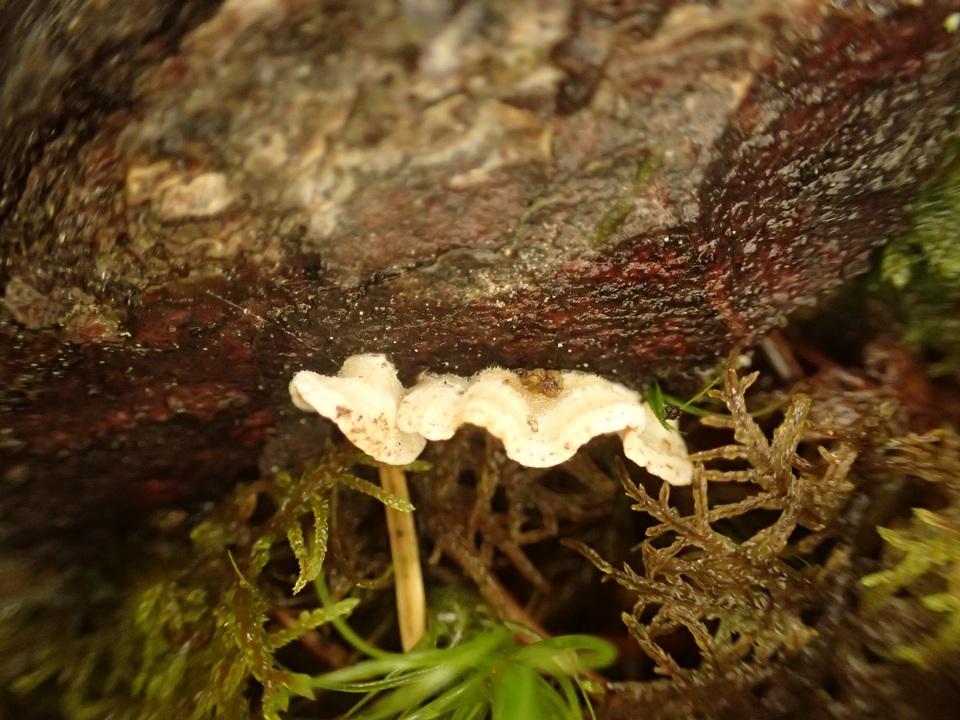 Skeletocutis carneogrisea image