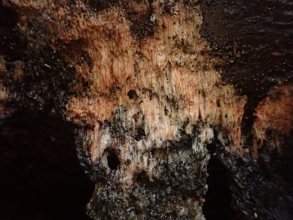 Postia placenta image