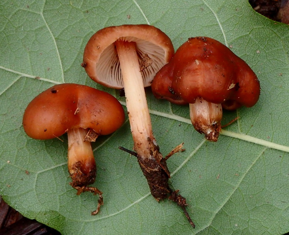 Caulorhiza hygrophoroides image