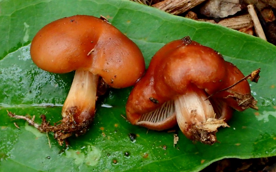 Caulorhiza hygrophoroides image