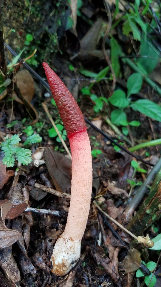 Mutinus argentinus image