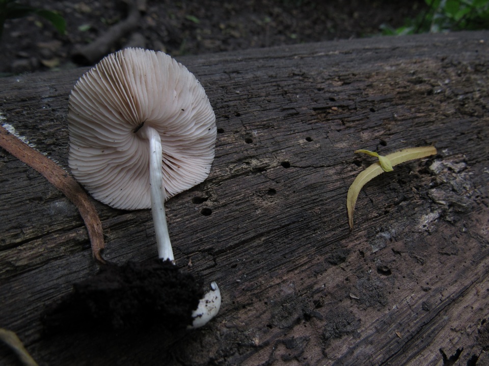 Pluteus affinis image