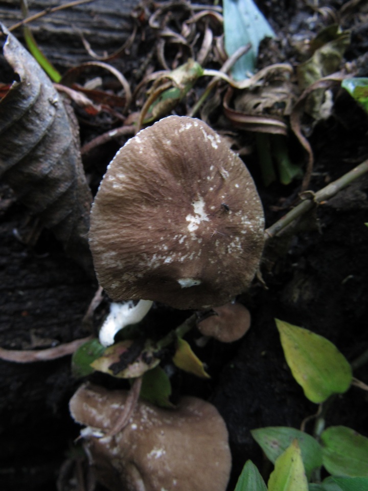 Pluteus affinis image