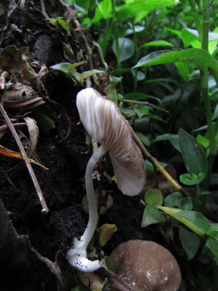 Pluteus affinis image
