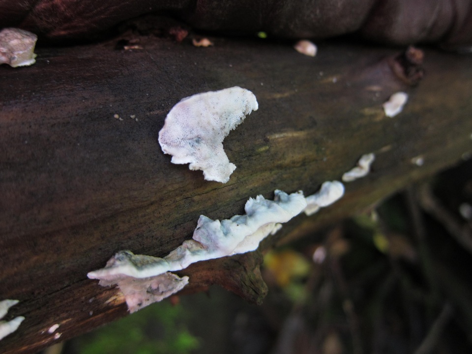 Postia alni image
