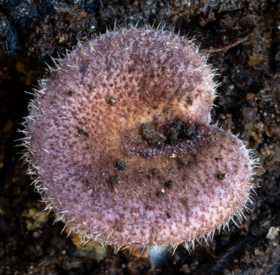 Lentinus fasciatus image