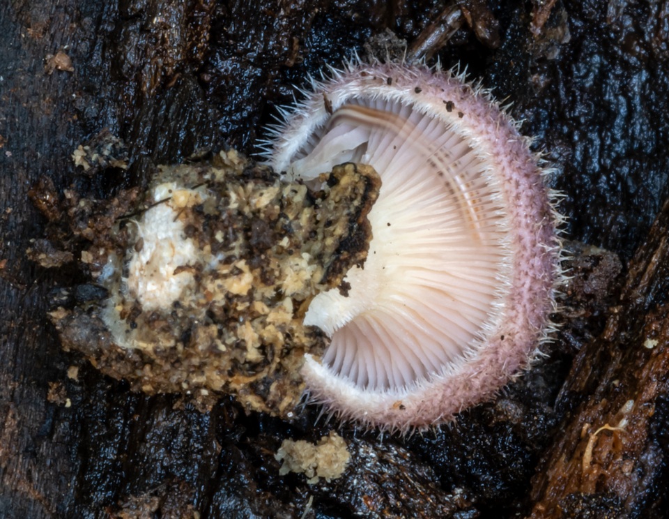 Lentinus fasciatus image