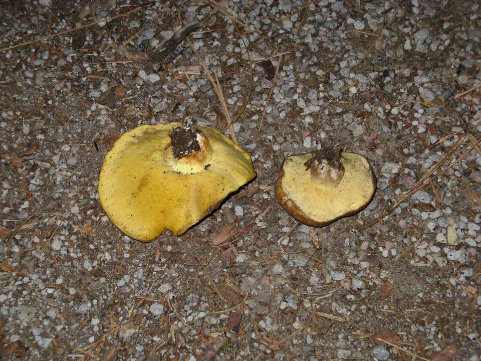 Suillus volcanalis image