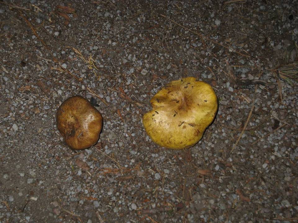 Suillus volcanalis image