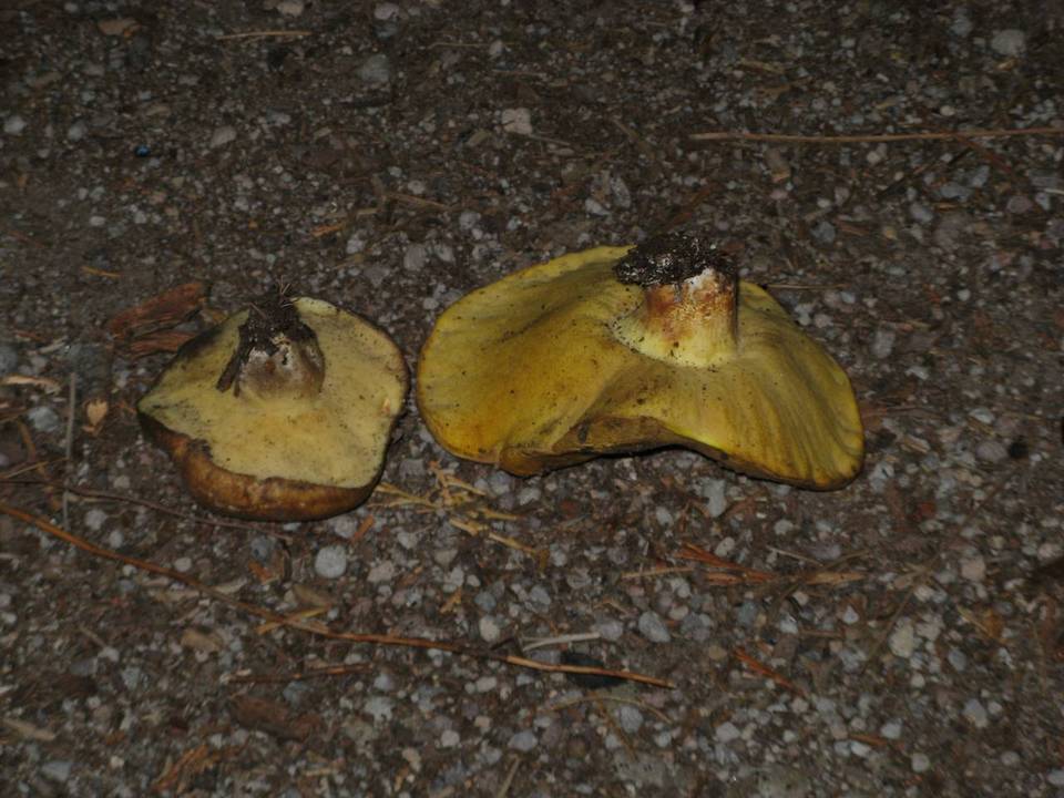 Suillus volcanalis image