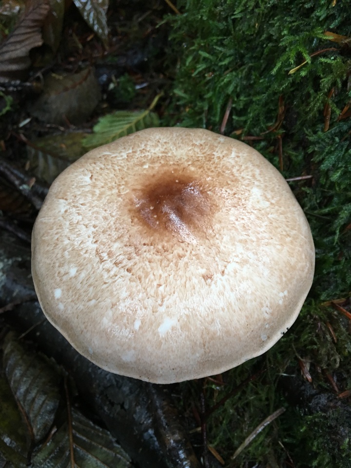 Agaricus subrufescentoides image