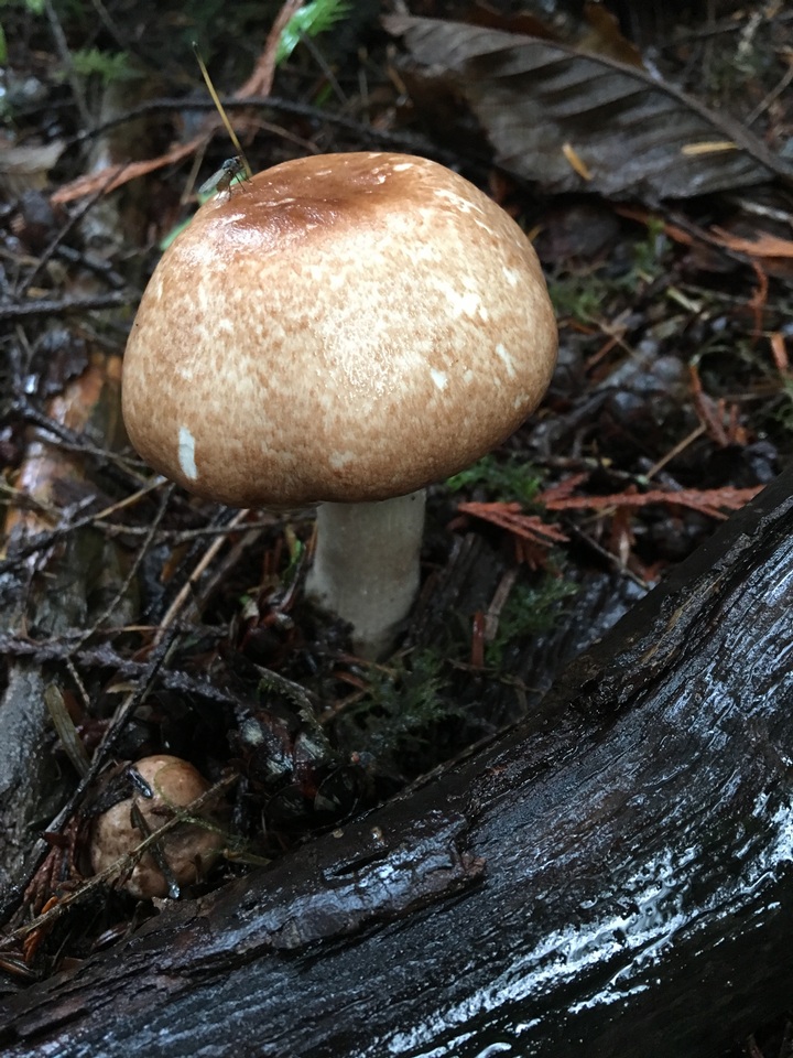 Agaricus subrufescentoides image