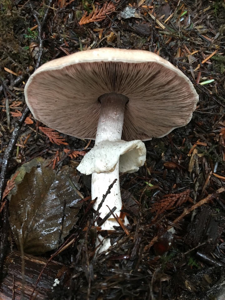 Agaricus subrufescentoides image