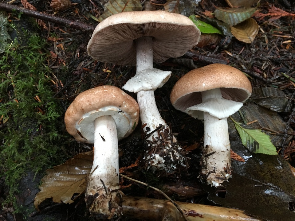 Agaricus subrufescentoides image