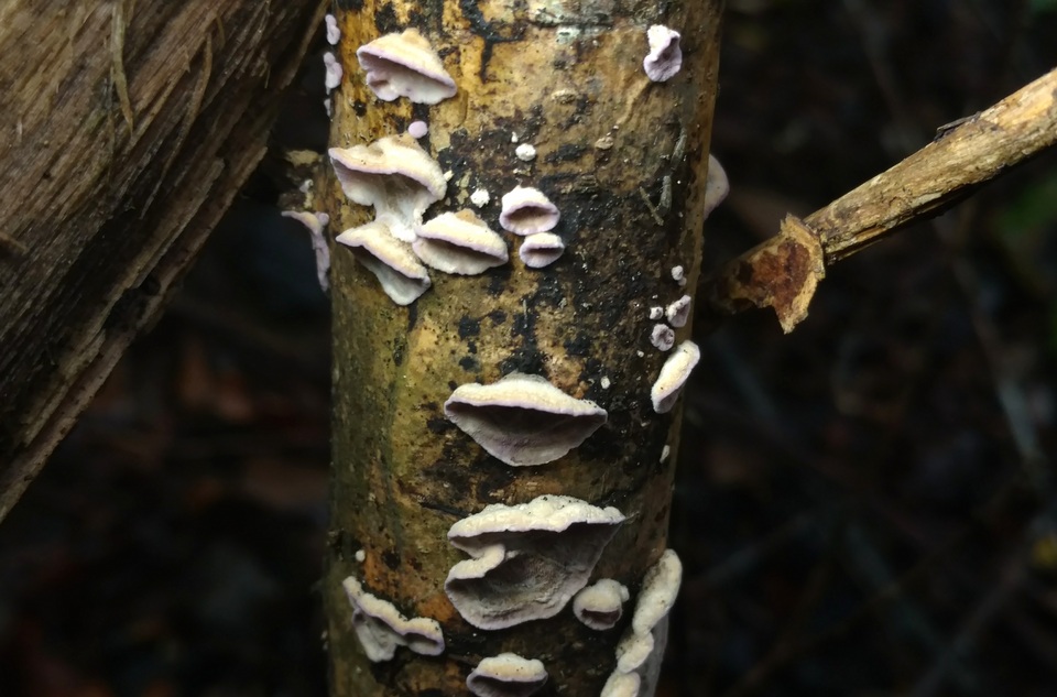 Skeletocutis lilacina image