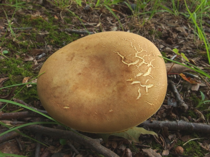 Boletus ochraceoluteus image