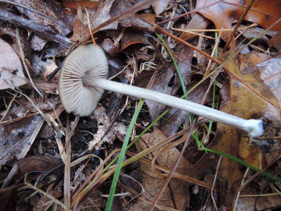Entoloma hebes image
