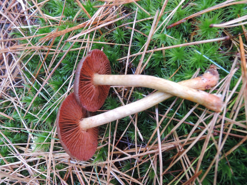 Cortinarius ominosus image
