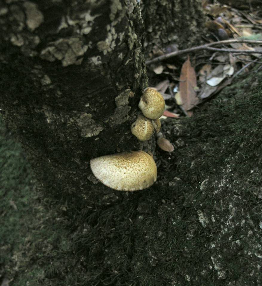 Crepidotus calolepis var. squamulosus image