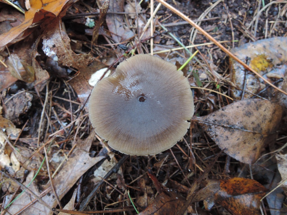 Mycopan scabripes image