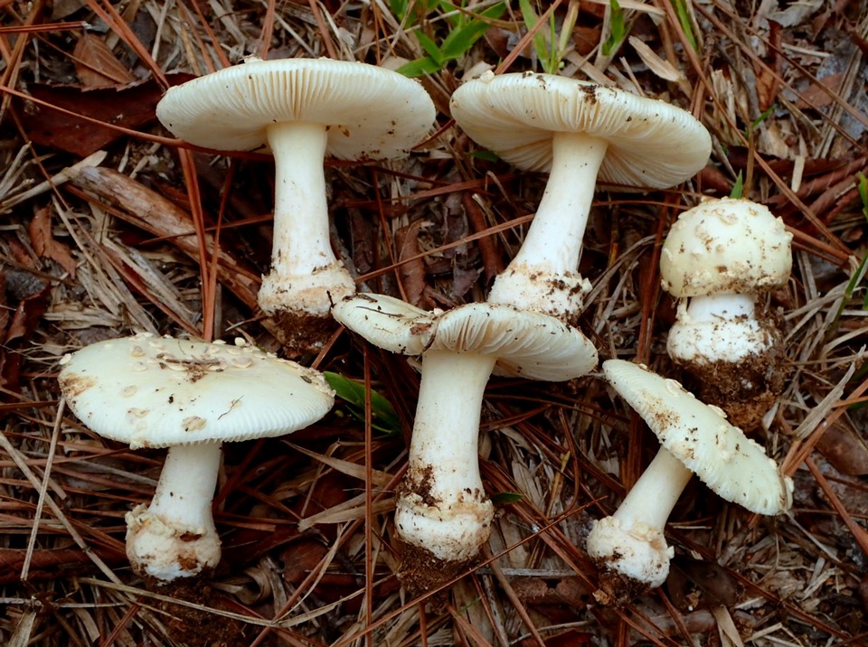 Amanita pubescens image