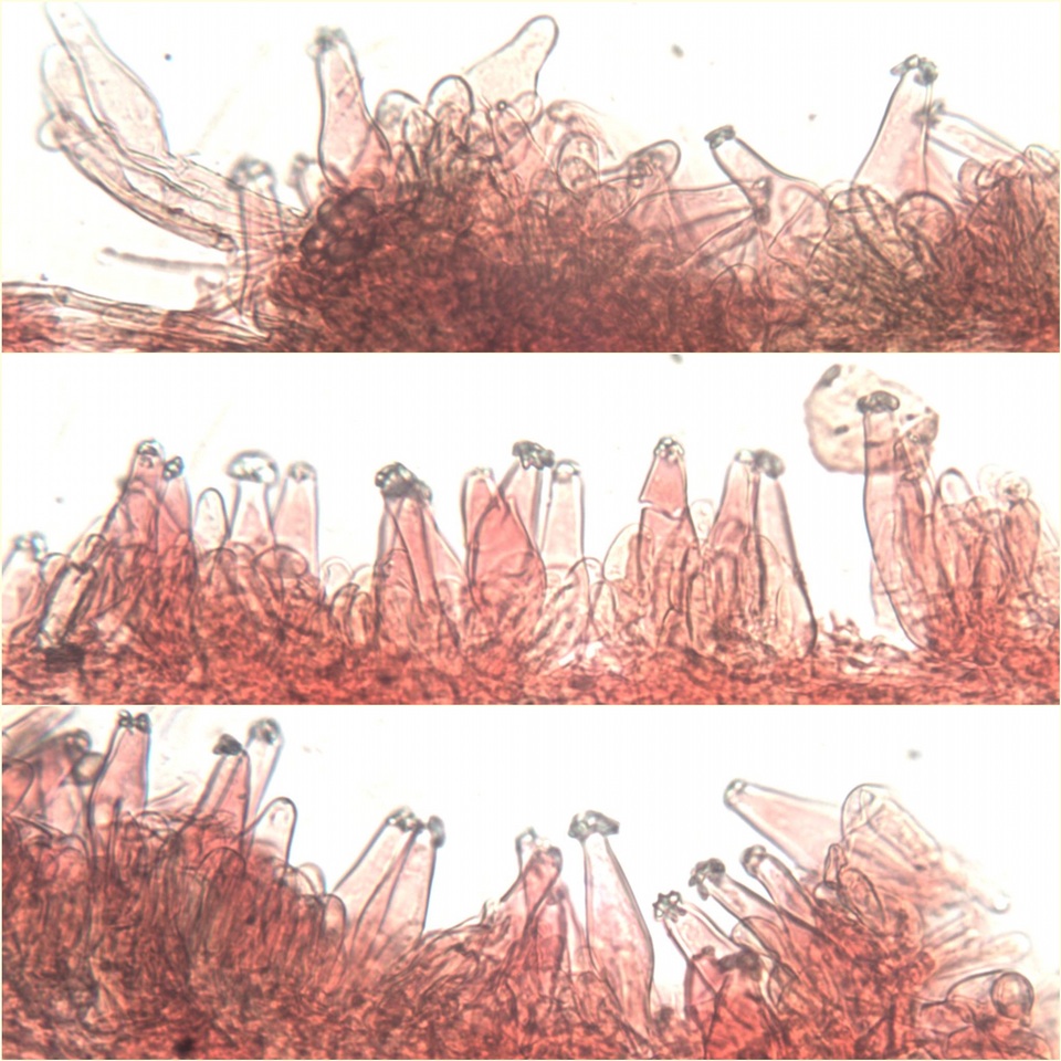 Inocybe godeyi image