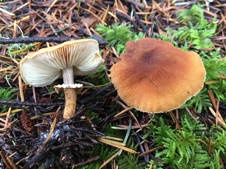 Cystoderma carcharias image
